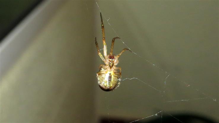 Zygiella atrica?
